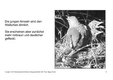Bilderbuch-Amsel-SW-6.pdf